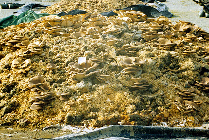 Harnessing the Power of Fungal Enzymes to Tackle Plastic Waste