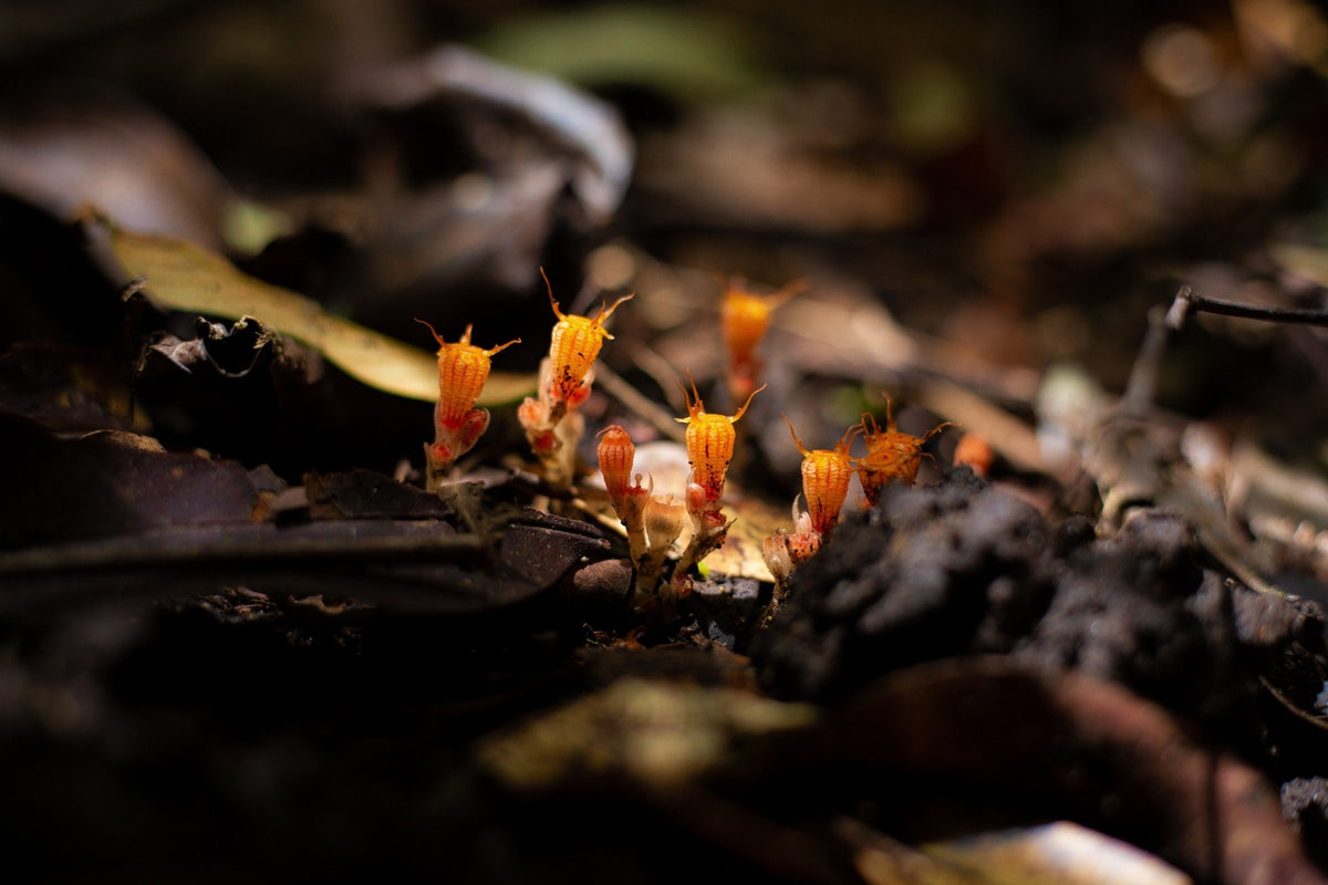 Exploring The Crucial Role Of Mushrooms In The Production Of Industrial Enzymes