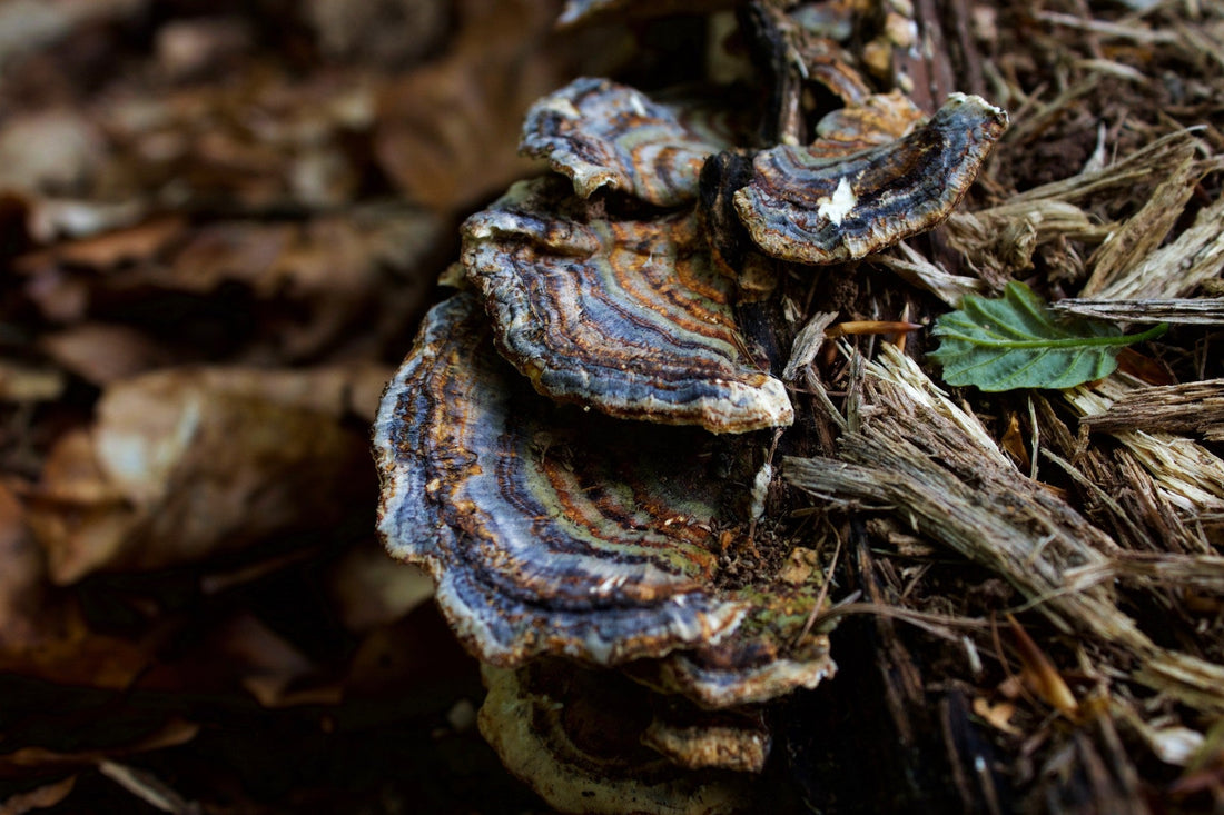 The Mighty Fungi: Breaking Down Pharmaceuticals and Personal Care Products