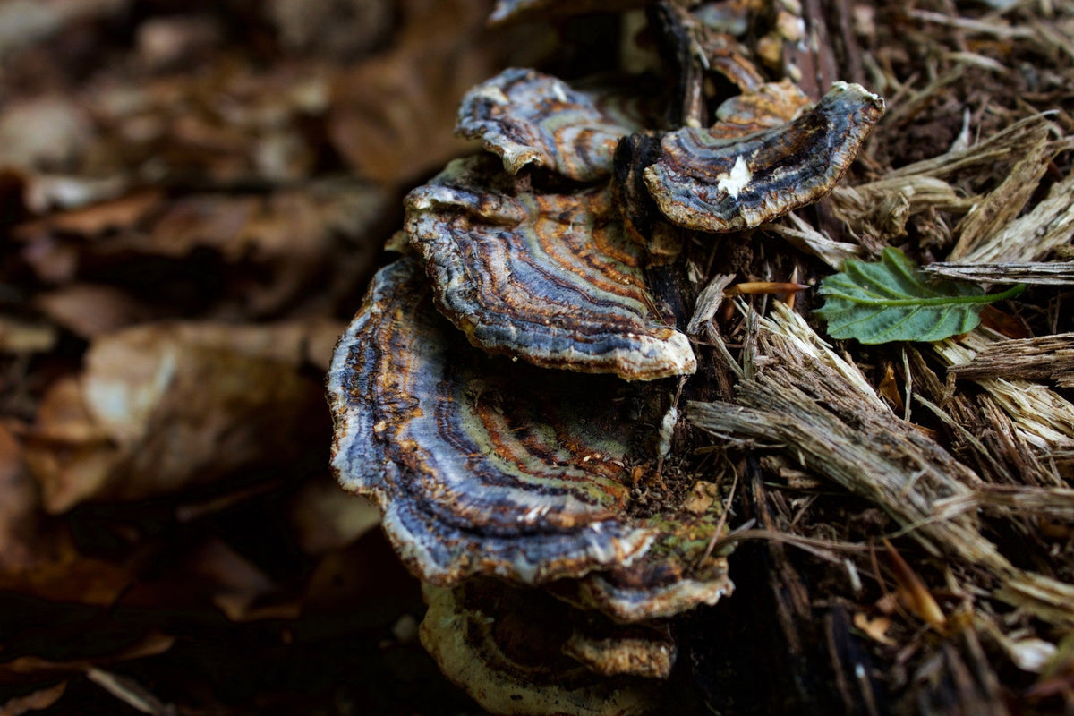 The Mighty Fungi: Breaking Down Pharmaceuticals and Personal Care Products