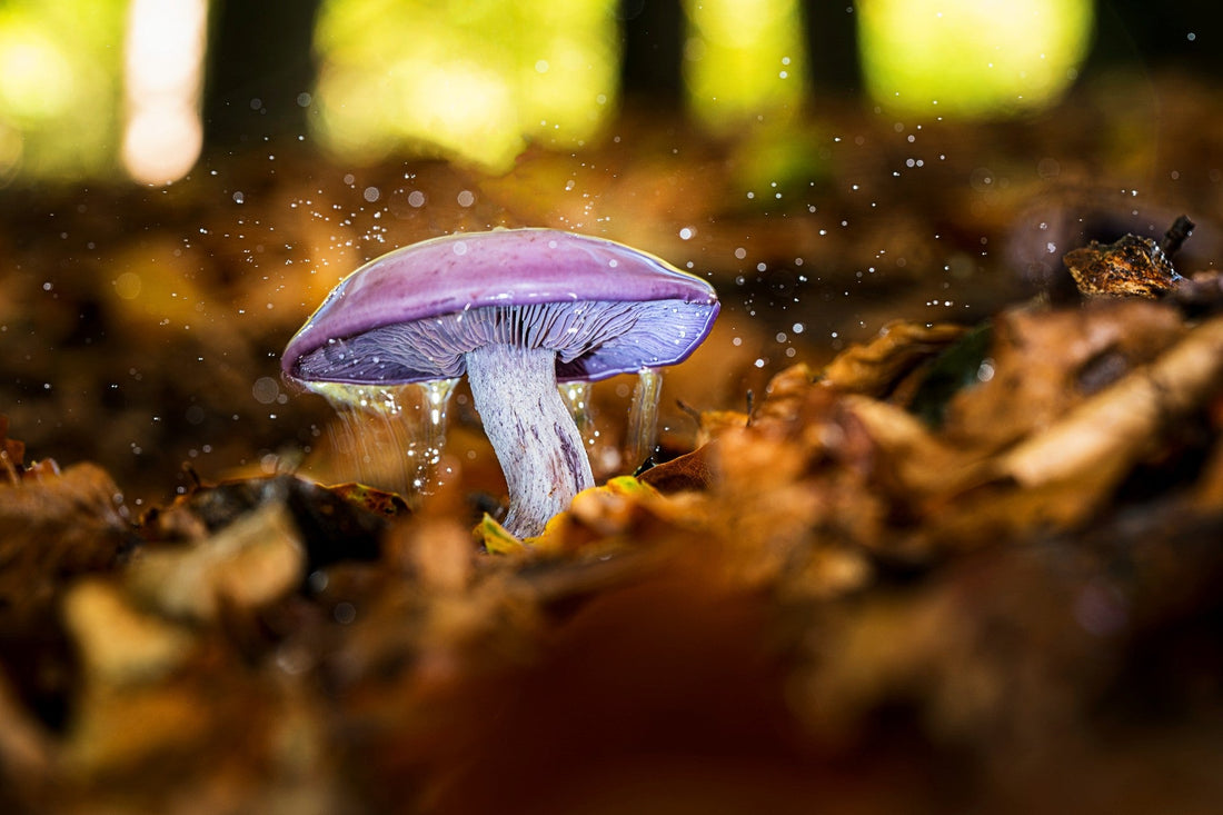 Fungal Plant Pathogens: A Promising Solution for Biocontrol of Invasive Plant Species
