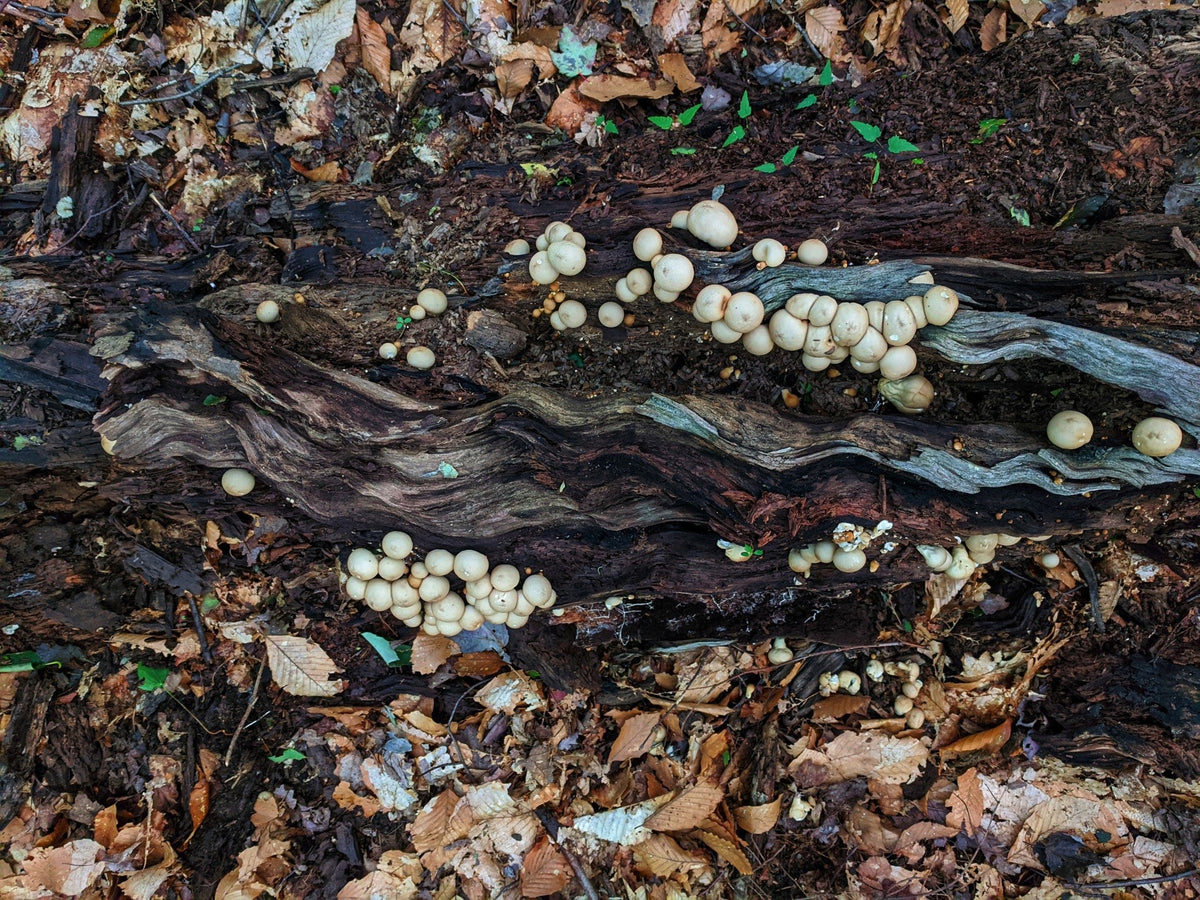 The Role of Fungi in the Global Nitrogen Cycle and Ecosystem Health