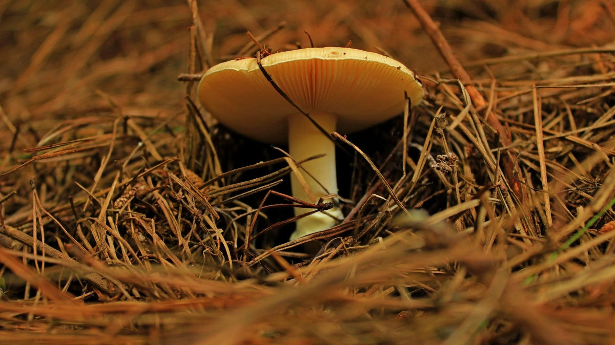 Fungal Enzymes in the Food Industry: Applications and Benefits