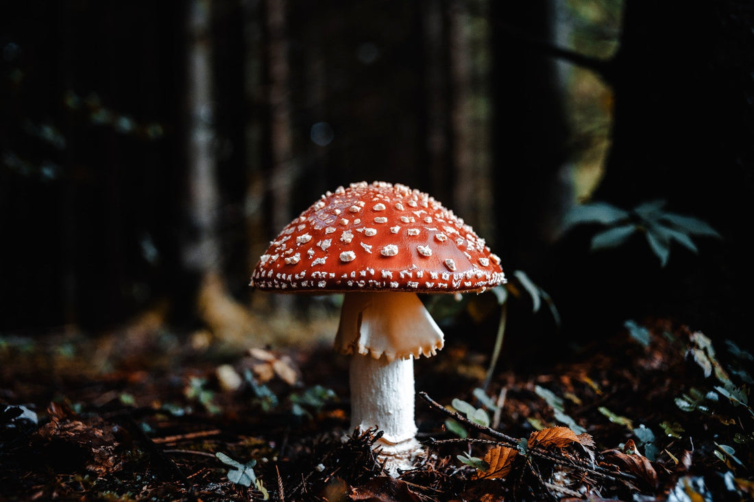 The Top Mushroom Spas and Retreats for Relaxation and Renewal