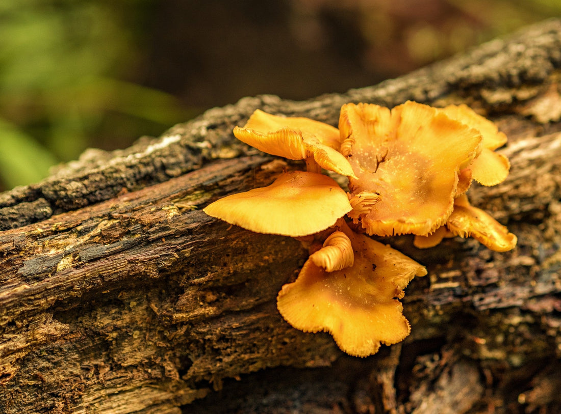 Unlocking the Medicinal Potential of Fungi: A Closer Look at Bioactive Compounds Produced by Fungi