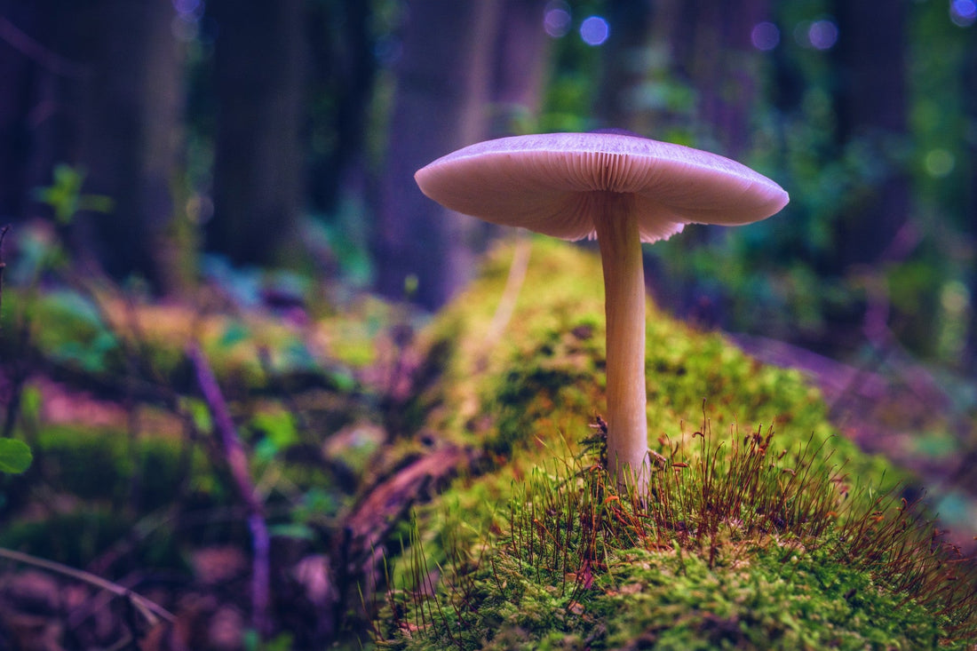 Exploring Fungal Natural Products for New Antibiotics
