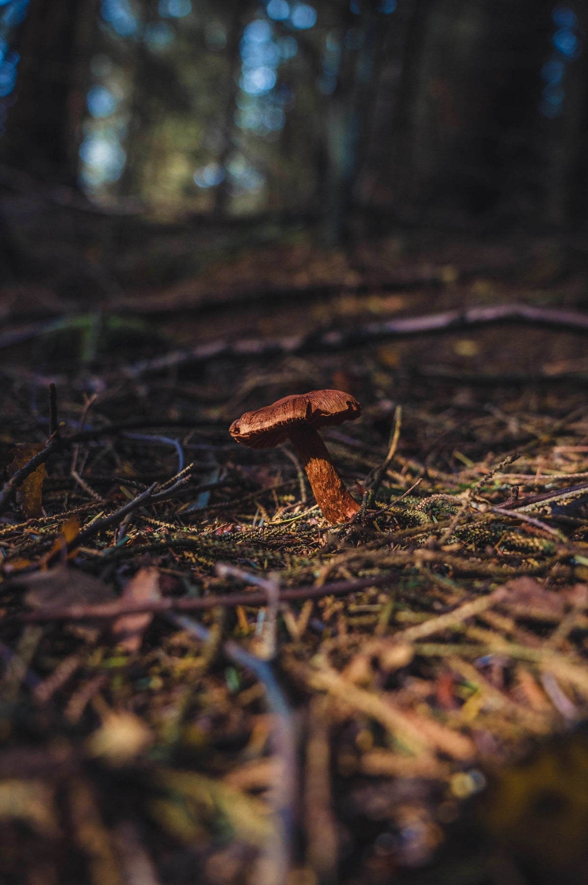 The Unseen Players: How Fungi Play a Vital Role in the Decomposition of Human Remains in Forensic Science