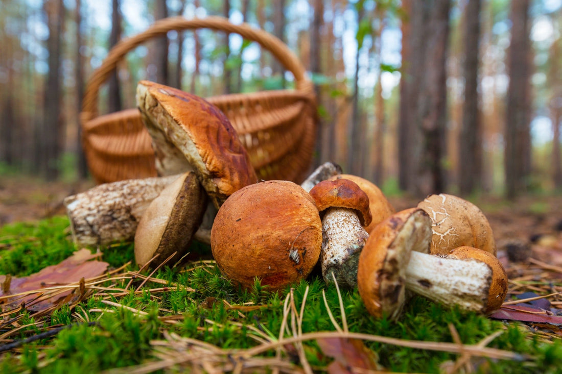 Harnessing the Potential of Mushrooms in Water Filtration Systems