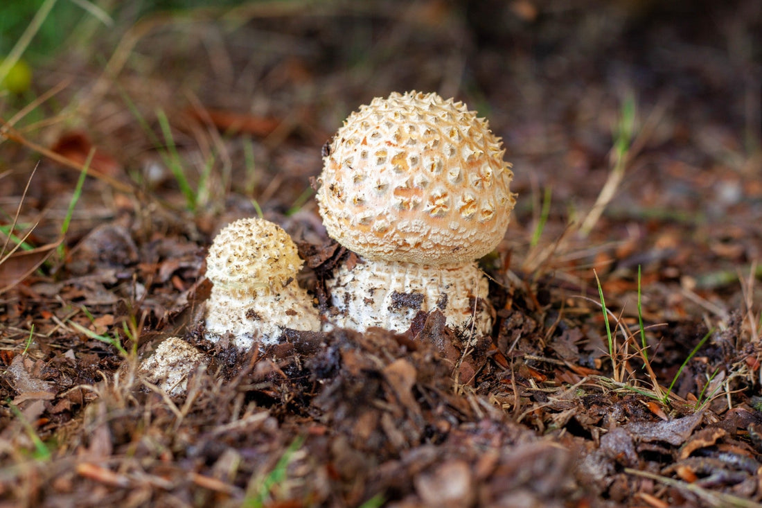 Harnessing the Power of Fungal Endophytes for Biocontrol of Invasive Plant Species