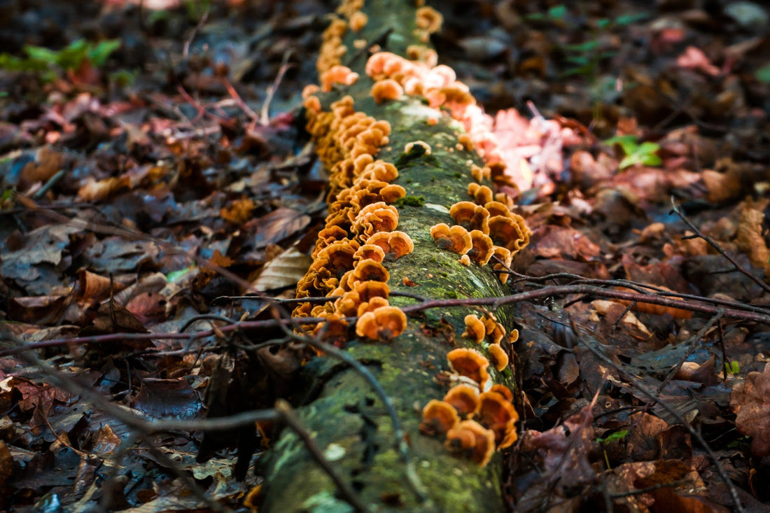 Breathing Easier: The Potential Benefits of Mushrooms for Respiratory Health