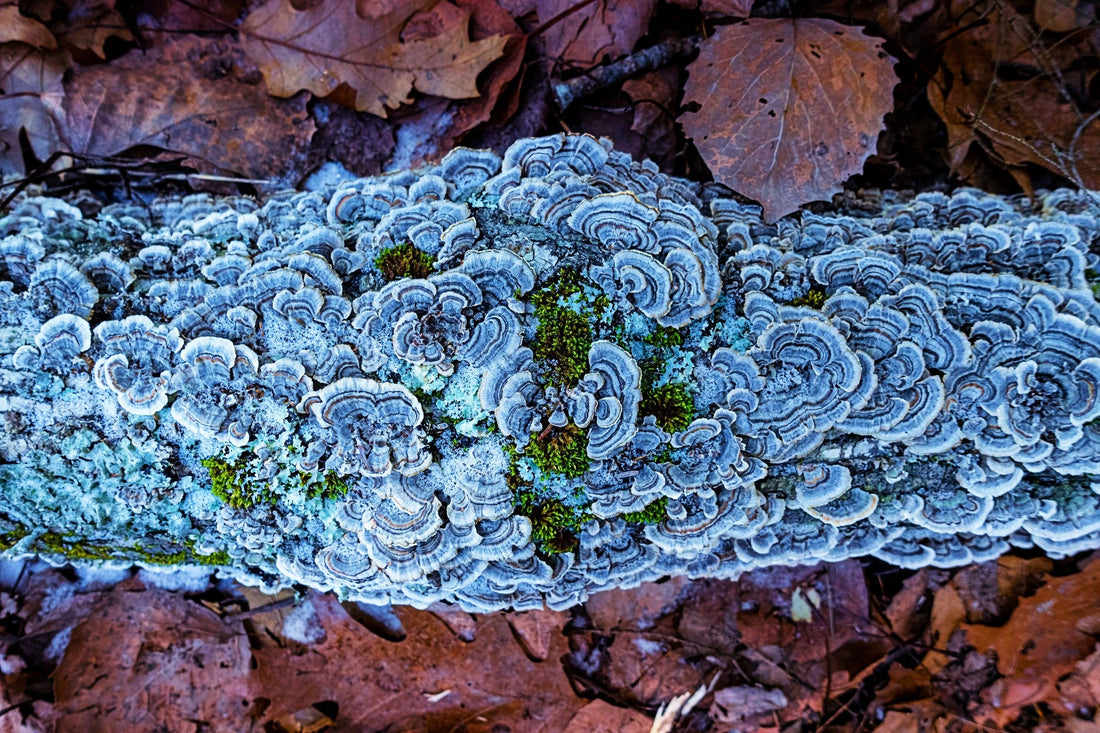 Harnessing the power of fungi: Fungal-based technologies for water treatment and purification