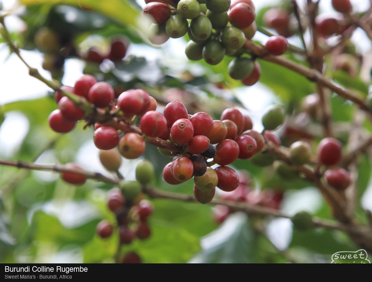 Burundi — Colline Rugembe Washed (13oz)