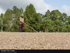 Sumatra Wet Hulled Aceh Tengah